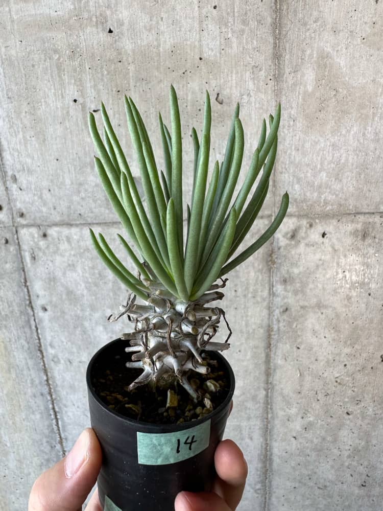 【現品限り】チレコドン・ワリチー【B14】 Tylecodon wallichii