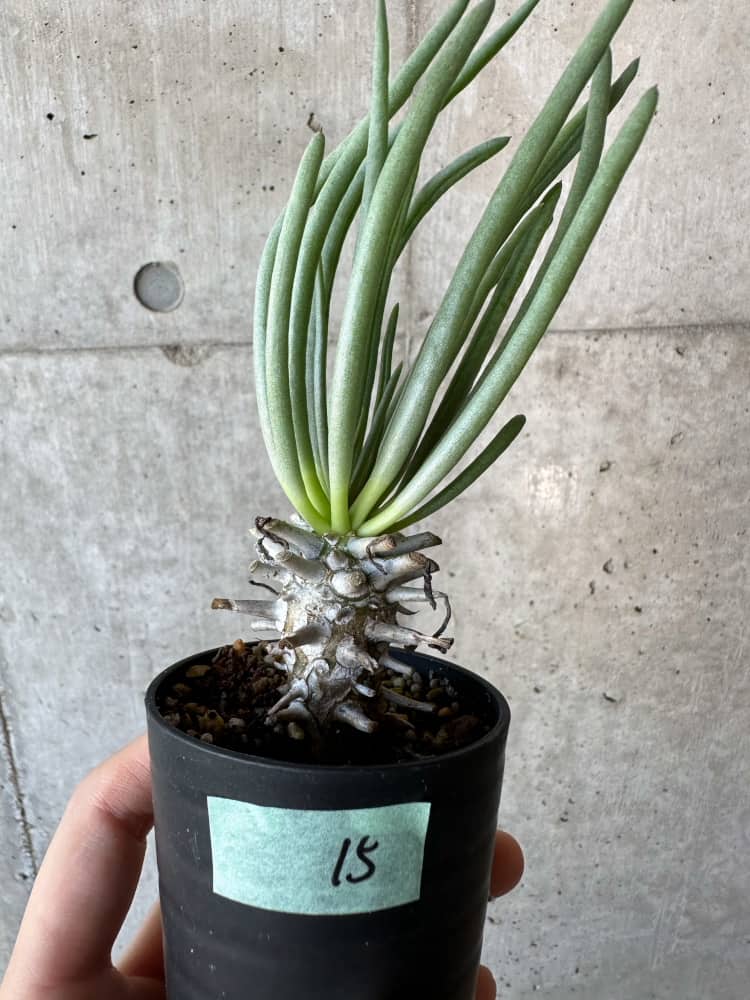 【現品限り】チレコドン・ワリチー【B15】 Tylecodon wallichii