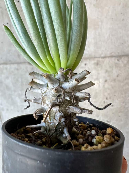 【現品限り】チレコドン・ワリチー【B15】 Tylecodon wallichii