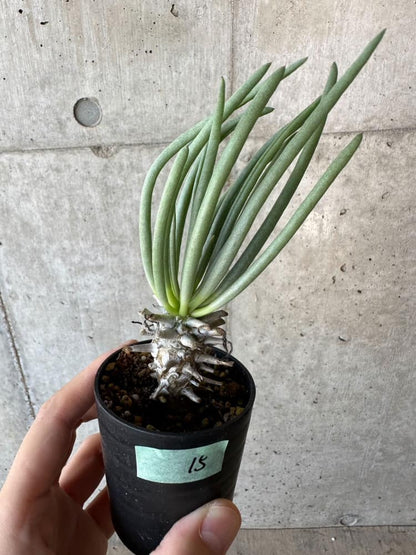 【現品限り】チレコドン・ワリチー【B15】 Tylecodon wallichii