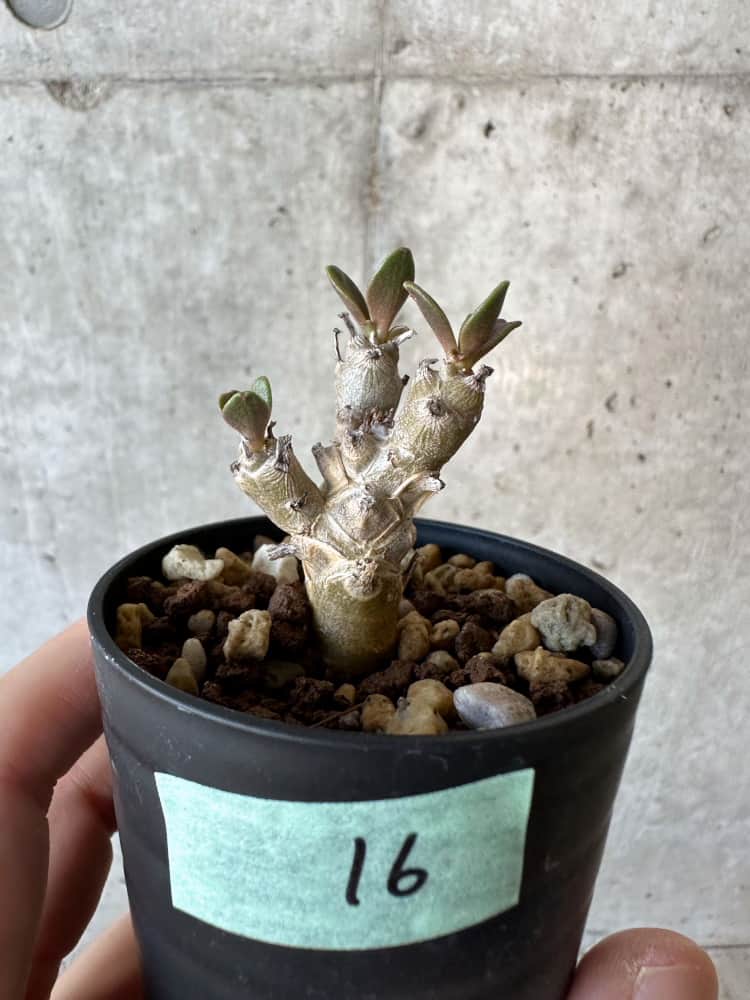 【現品限り】チレコドン・グランディフロールス【B16】 Tylecodon grandiflorus