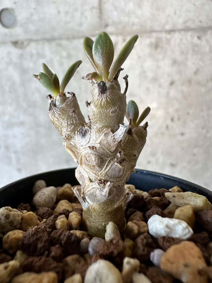 【現品限り】チレコドン・グランディフロールス【B16】 Tylecodon grandiflorus