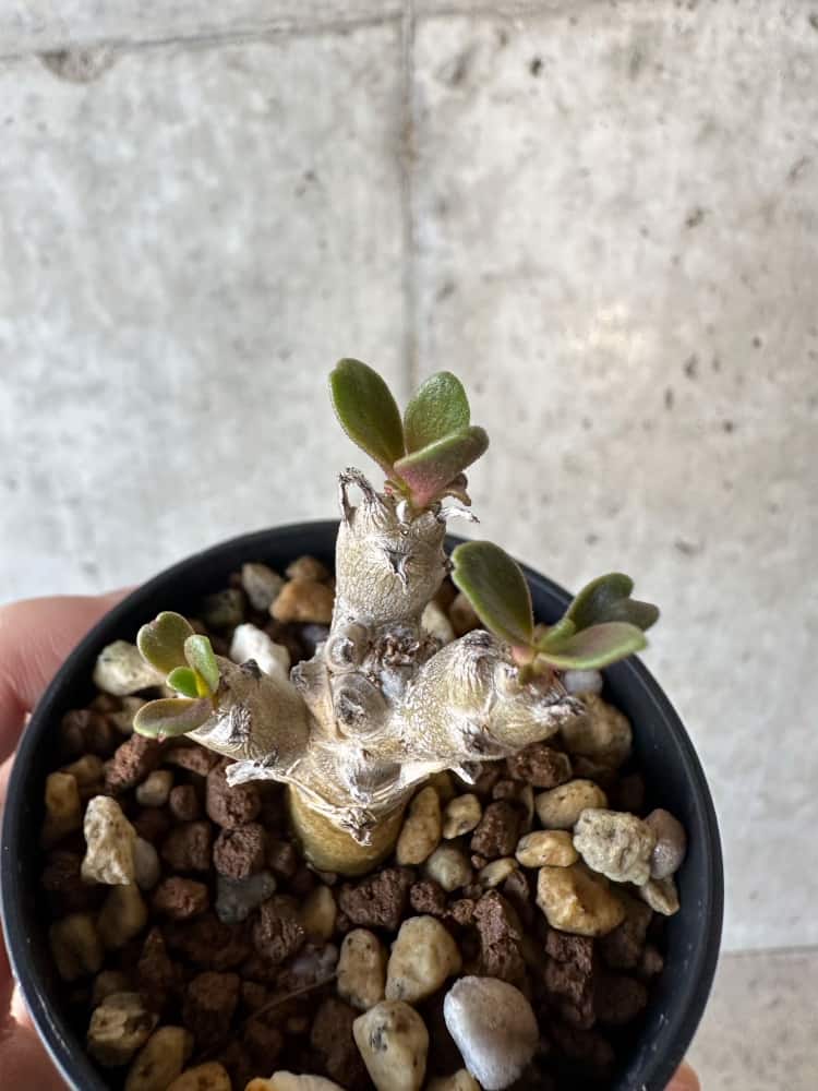 【現品限り】チレコドン・グランディフロールス【B16】 Tylecodon grandiflorus