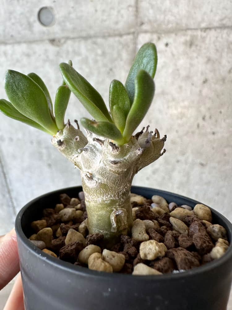 【現品限り】チレコドン・グランディフロールス【B17】 Tylecodon grandiflorus