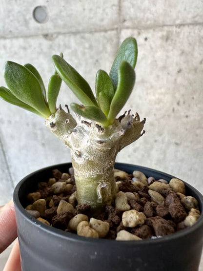 【現品限り】チレコドン・グランディフロールス【B17】 Tylecodon grandiflorus