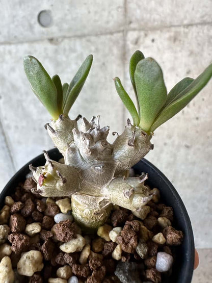 【現品限り】チレコドン・グランディフロールス【B17】 Tylecodon grandiflorus