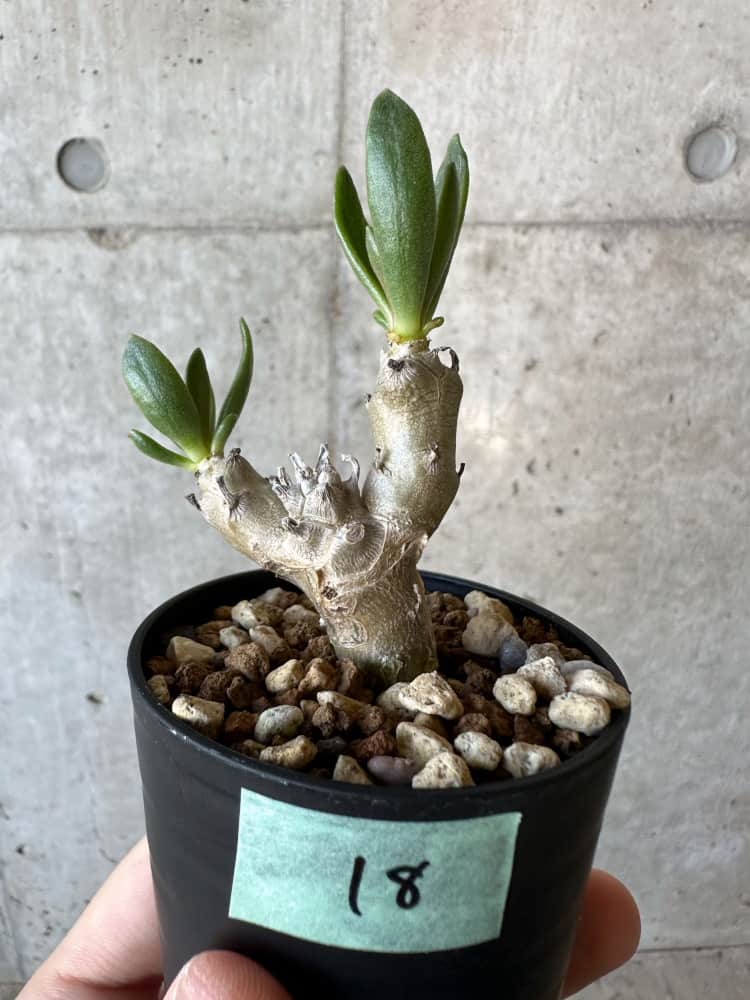 【現品限り】チレコドン・グランディフロールス【B18】 Tylecodon grandiflorus