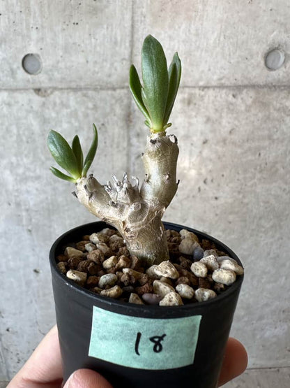 【現品限り】チレコドン・グランディフロールス【B18】 Tylecodon grandiflorus