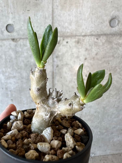 【現品限り】チレコドン・グランディフロールス【B18】 Tylecodon grandiflorus