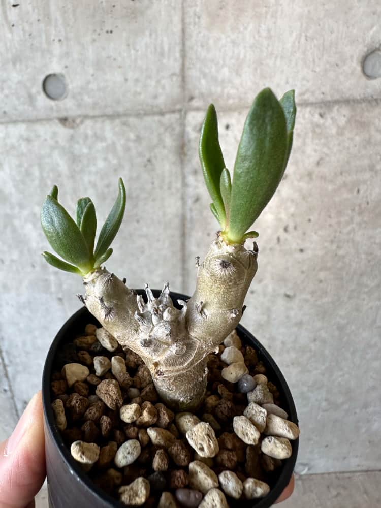 【現品限り】チレコドン・グランディフロールス【B18】 Tylecodon grandiflorus