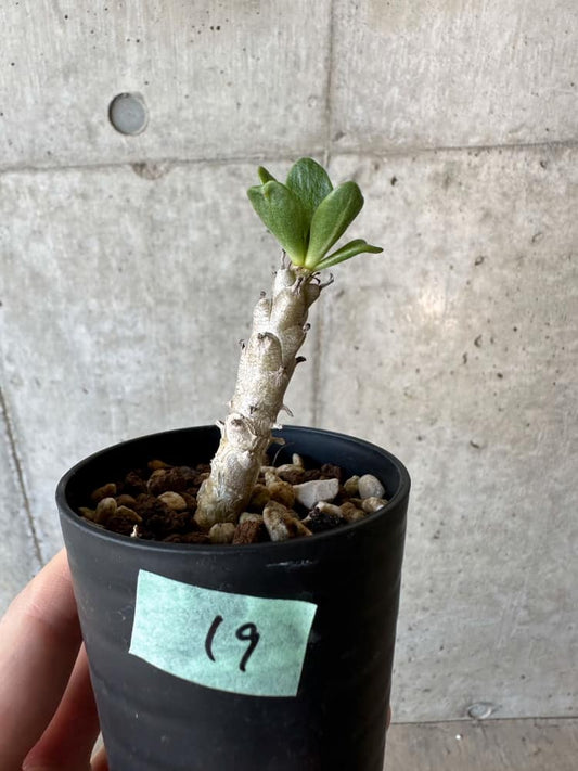 【現品限り】チレコドン・グランディフロールス【B19】 Tylecodon grandiflorus