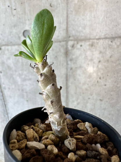 【現品限り】チレコドン・グランディフロールス【B19】 Tylecodon grandiflorus