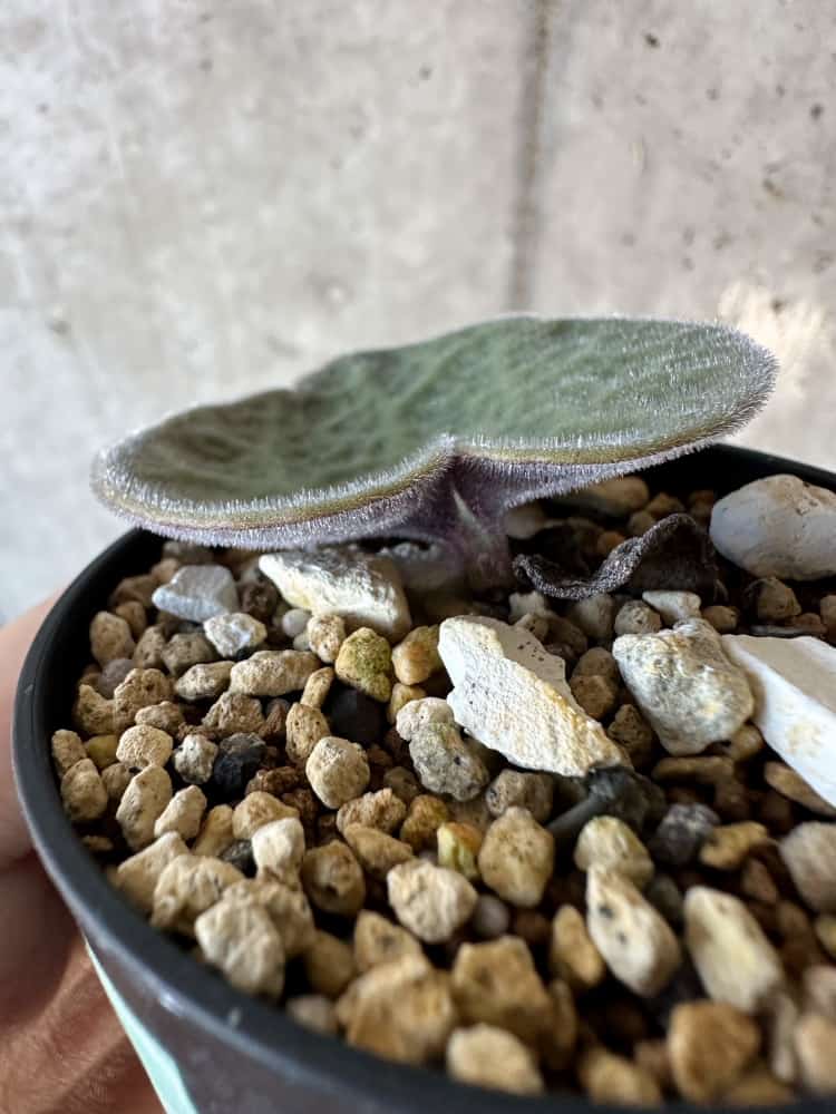 【現品限り】チレコドン・シングラリス【B1】 Tylecodon singularis