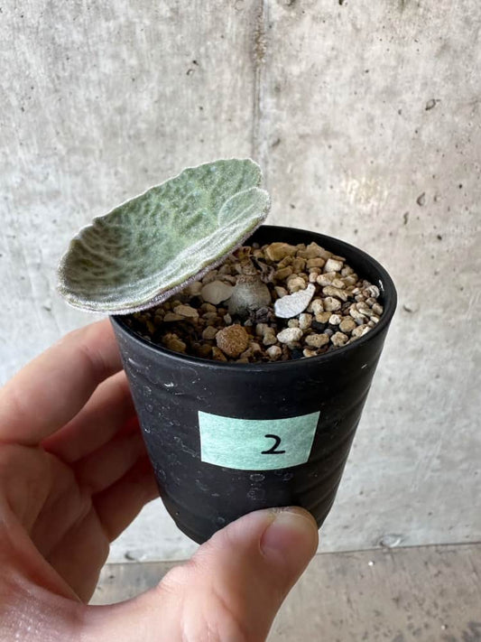 【現品限り】チレコドン・シングラリス【B2】 Tylecodon singularis