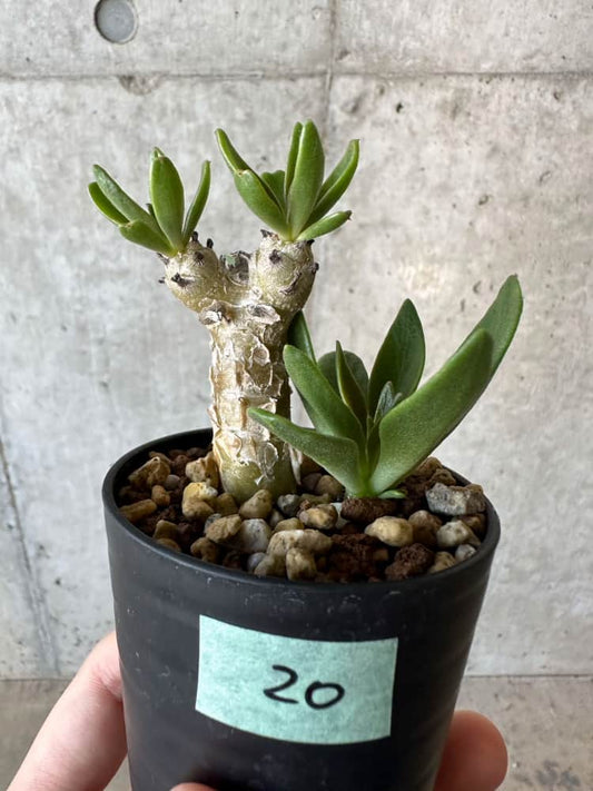 【現品限り】チレコドン・グランディフロールス【B20】 Tylecodon grandiflorus