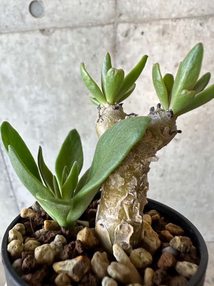 【現品限り】チレコドン・グランディフロールス【B20】 Tylecodon grandiflorus