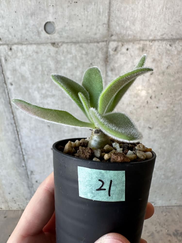 【現品限り】チレコドン・パニクラータス【B21】 Tylecodon paniculatus