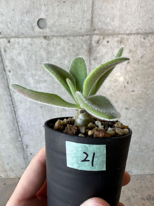 【現品限り】チレコドン・パニクラータス【B21】 Tylecodon paniculatus