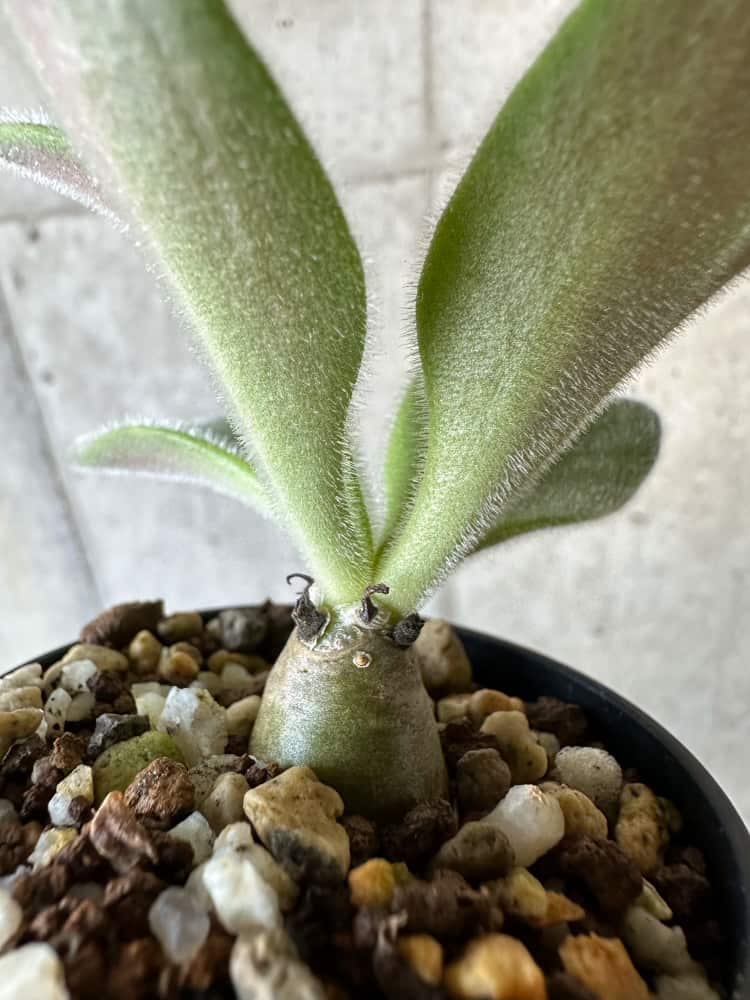 【現品限り】チレコドン・パニクラータス【B21】 Tylecodon paniculatus