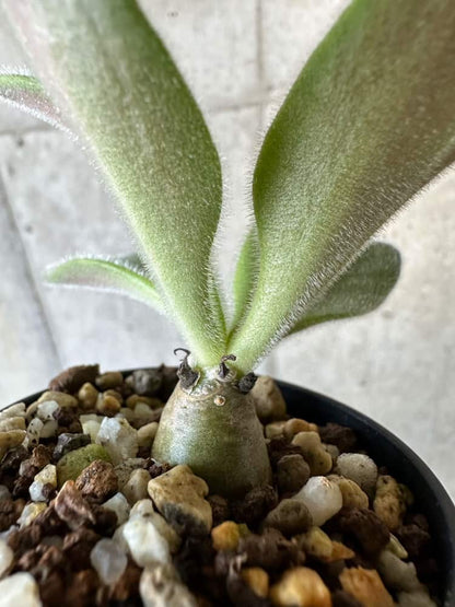 【現品限り】チレコドン・パニクラータス【B21】 Tylecodon paniculatus