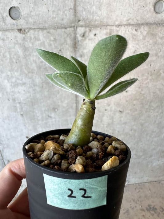 【現品限り】チレコドン・パニクラータス【B22】 Tylecodon paniculatus
