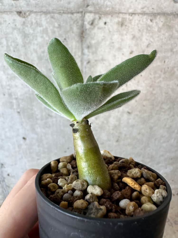 【現品限り】チレコドン・パニクラータス【B22】 Tylecodon paniculatus