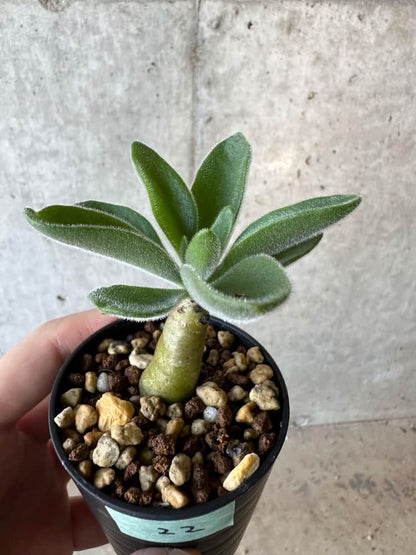 【現品限り】チレコドン・パニクラータス【B22】 Tylecodon paniculatus