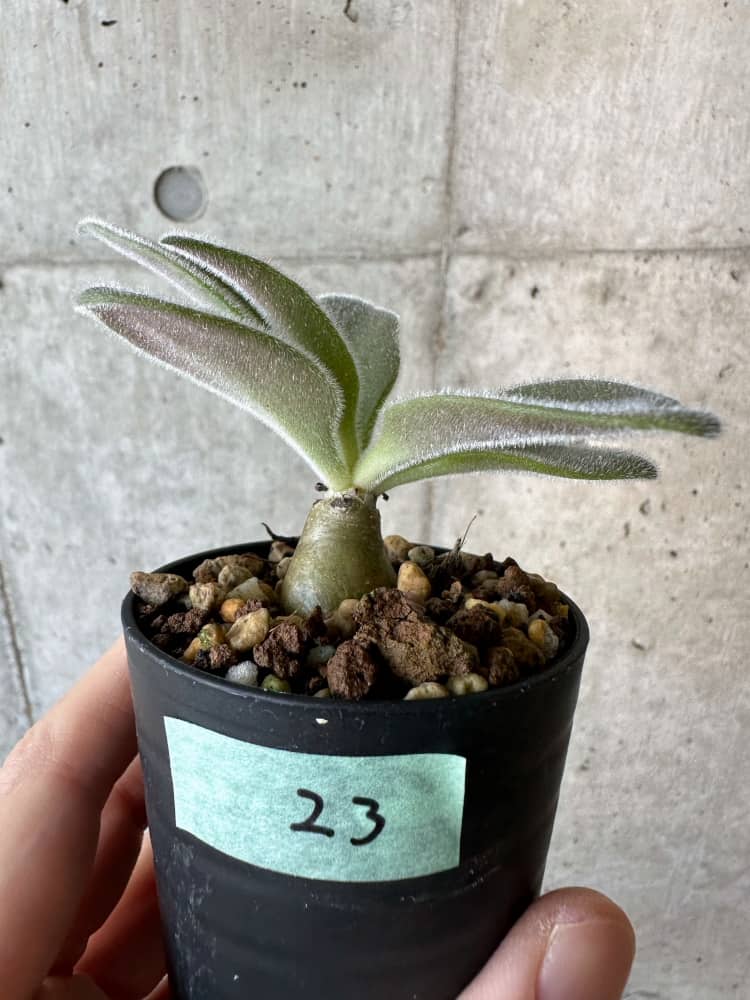 【現品限り】チレコドン・パニクラータス【B23】 Tylecodon paniculatus