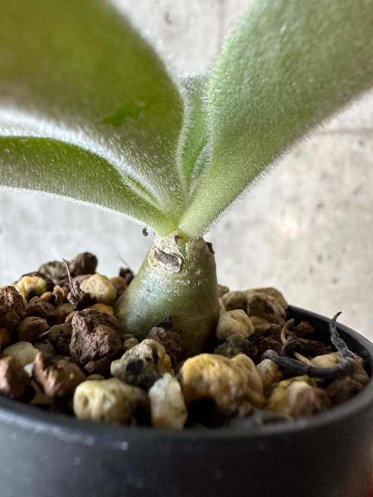 【現品限り】チレコドン・パニクラータス【B23】 Tylecodon paniculatus