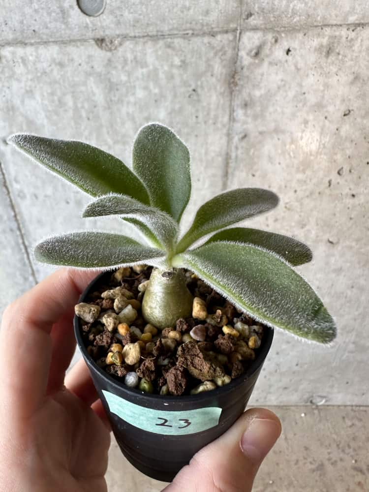 【現品限り】チレコドン・パニクラータス【B23】 Tylecodon paniculatus