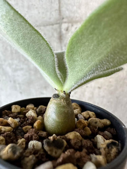 【現品限り】チレコドン・パニクラータス【B24】 Tylecodon paniculatus