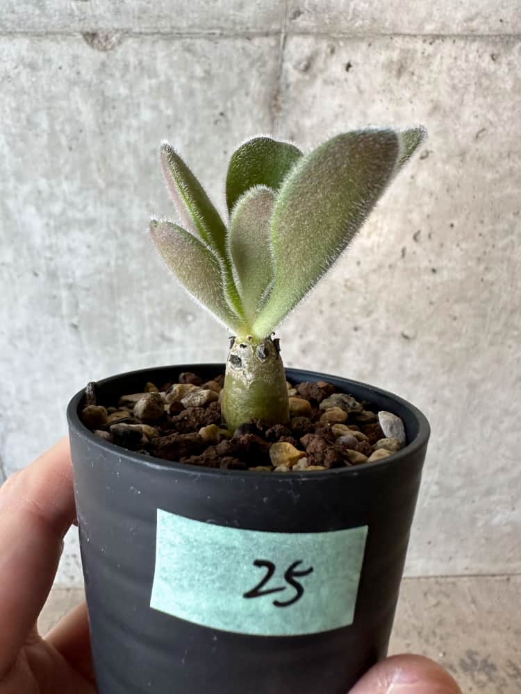 【現品限り】チレコドン・パニクラータス【B25】 Tylecodon paniculatus