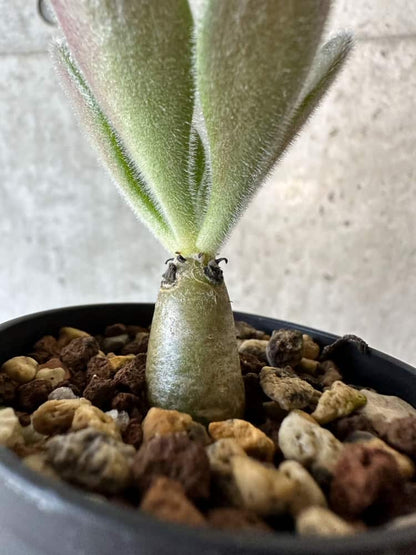 【現品限り】チレコドン・パニクラータス【B25】 Tylecodon paniculatus