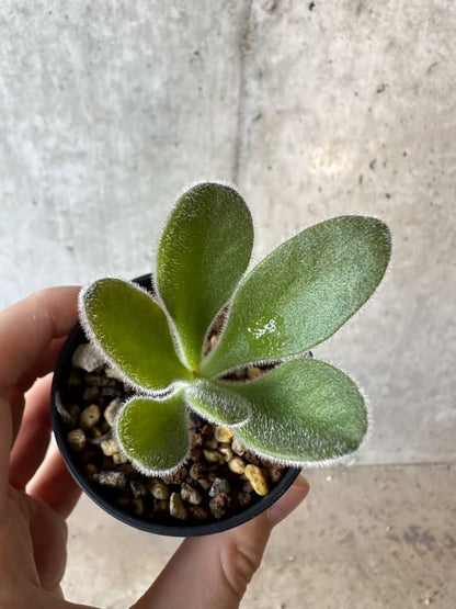 【現品限り】チレコドン・パニクラータス【B25】 Tylecodon paniculatus