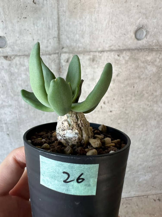 【現品限り】チレコドン・レティキュラータス 万物想【B26】 Tylecodon reticulatus