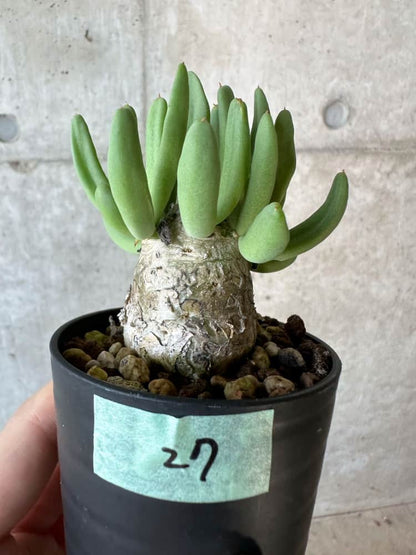 【現品限り】チレコドン・レティキュラータス 万物想【B27】 Tylecodon reticulatus