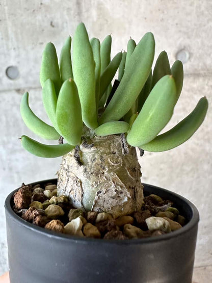 【現品限り】チレコドン・レティキュラータス 万物想【B27】 Tylecodon reticulatus