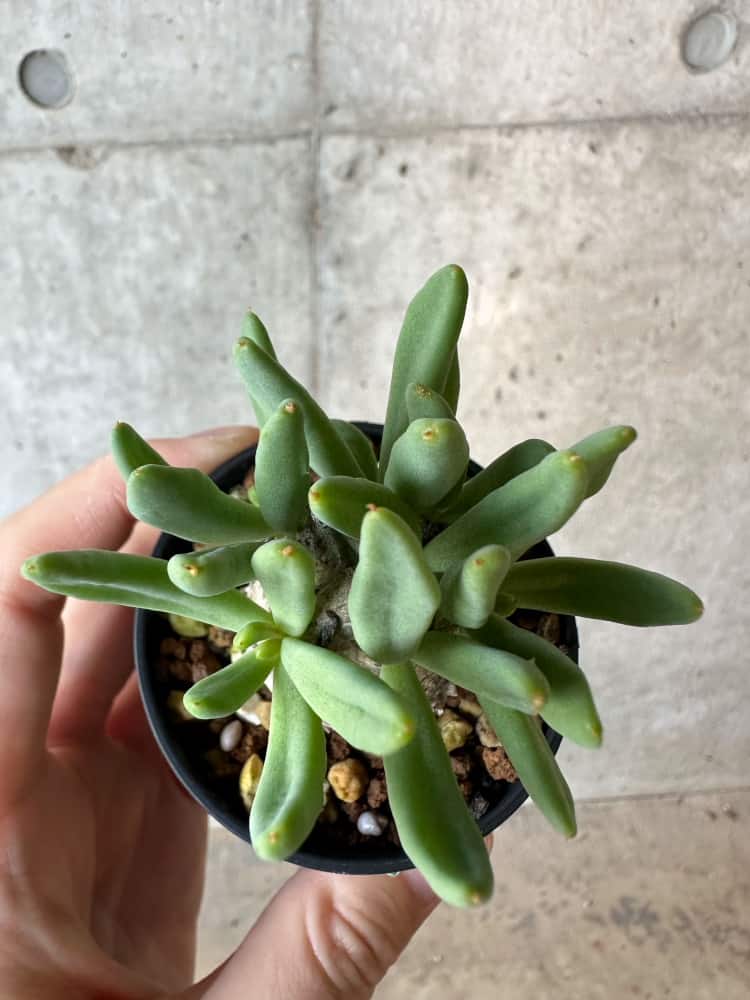 【現品限り】チレコドン・レティキュラータス 万物想【B27】 Tylecodon reticulatus