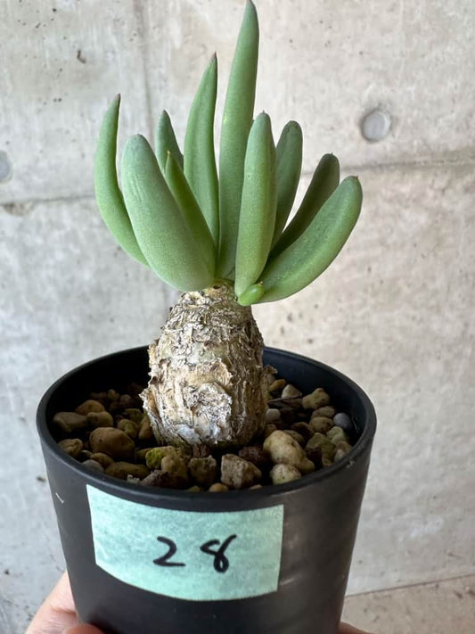 【現品限り】チレコドン・レティキュラータス 万物想【B28】 Tylecodon reticulatus