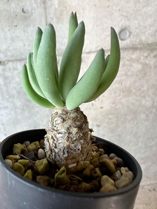 【現品限り】チレコドン・レティキュラータス 万物想【B28】 Tylecodon reticulatus