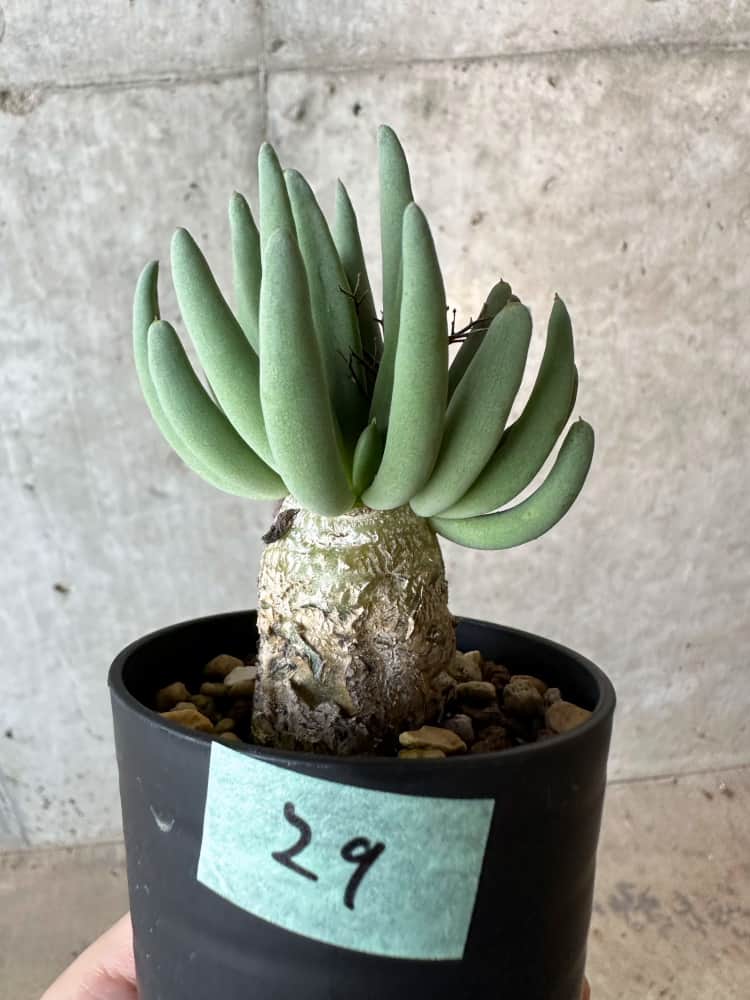 【現品限り】チレコドン・レティキュラータス 万物想【B29】 Tylecodon reticulatus