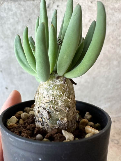 【現品限り】チレコドン・レティキュラータス 万物想【B29】 Tylecodon reticulatus