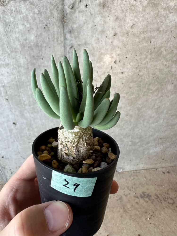 【現品限り】チレコドン・レティキュラータス 万物想【B29】 Tylecodon reticulatus