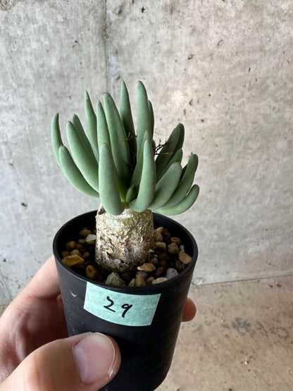 【現品限り】チレコドン・レティキュラータス 万物想【B29】 Tylecodon reticulatus