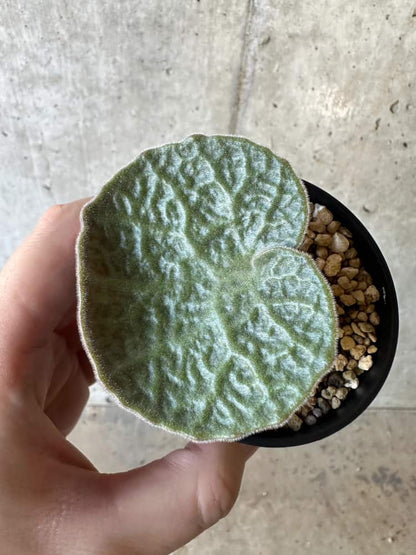 【現品限り】チレコドン・シングラリス【B2】 Tylecodon singularis