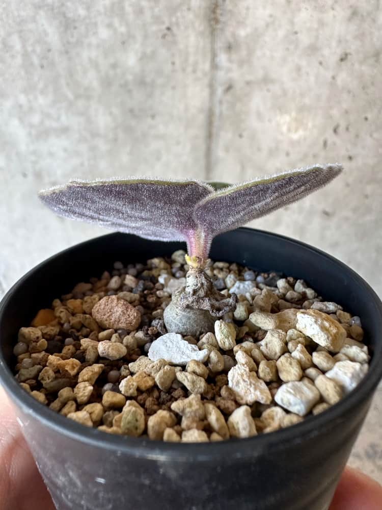 【現品限り】チレコドン・シングラリス【B2】 Tylecodon singularis