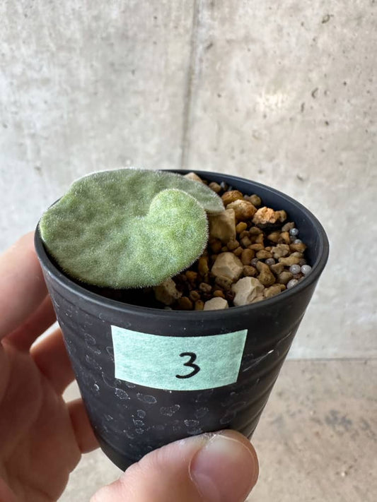 【現品限り】チレコドン・シングラリス【B3】 Tylecodon singularis