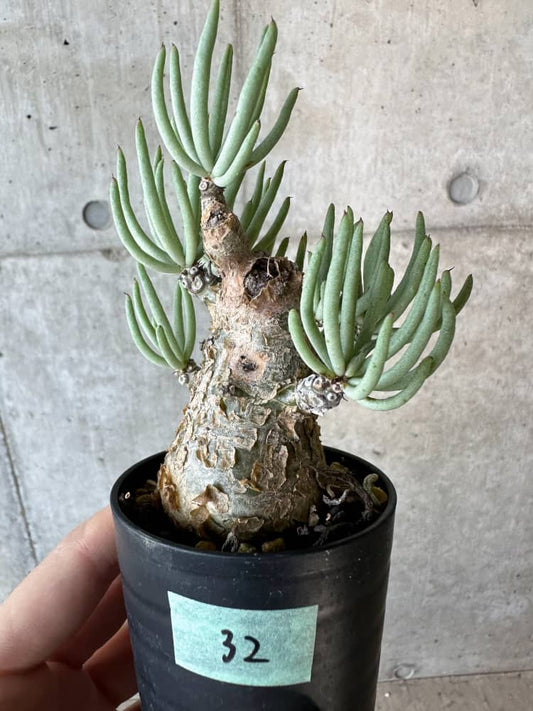 【現品限り】チレコドン・ペアルソニー 2年近く管理 発根済み【B32】 Tylecodon pearsonii