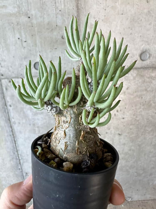 【現品限り】チレコドン・ペアルソニー 2年近く管理 発根済み【B32】 Tylecodon pearsonii