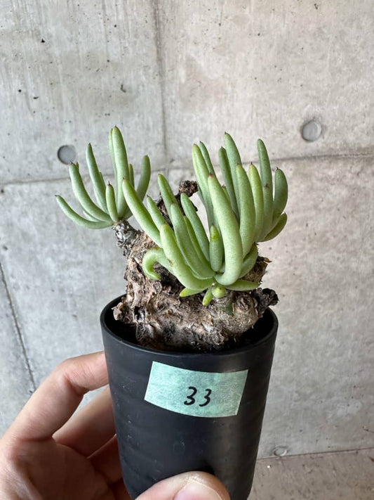 【現品限り】チレコドン・ペアルソニー 2年近く管理 発根済み【B33】 Tylecodon pearsonii